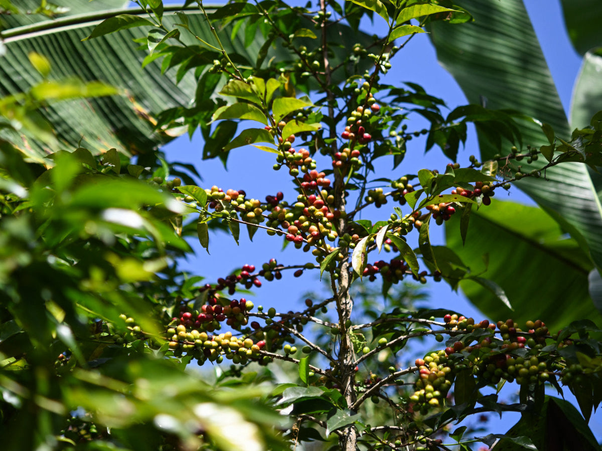 Titelbild zum Artikel über Kaffeeanbau. Zu sehen ist eine Kaffeepflanze inmitten von Bananenbäumen in Äthiopien.