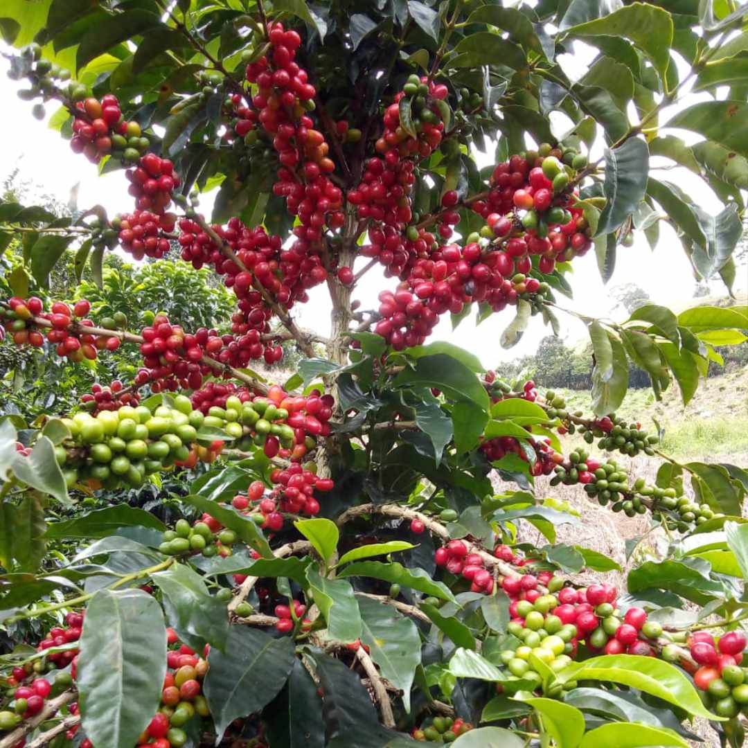 COLOMBIA El Yolombo