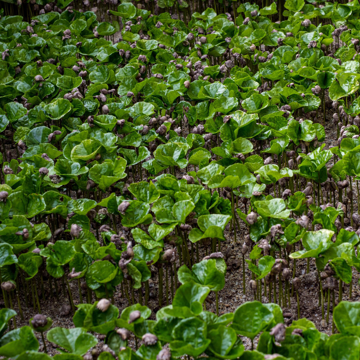 COLOMBIA La Roca Filterkaffee