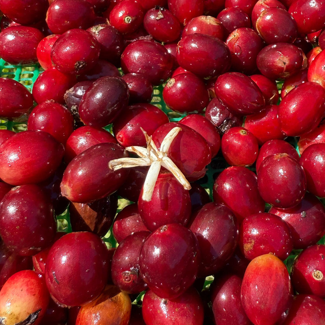 ECUADOR Finca Soledad »Curated by Champions«