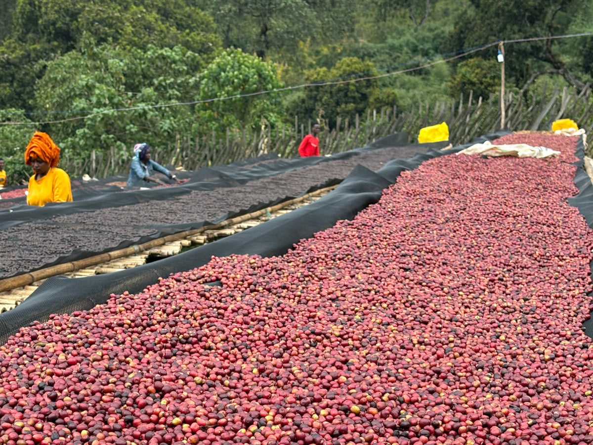 Mitarbeiter:innen einer Kaffeefarm in Äthiopien arbeiten am Trockenbett mit Kaffeekirschen, die an der Luft getrocknet werden.