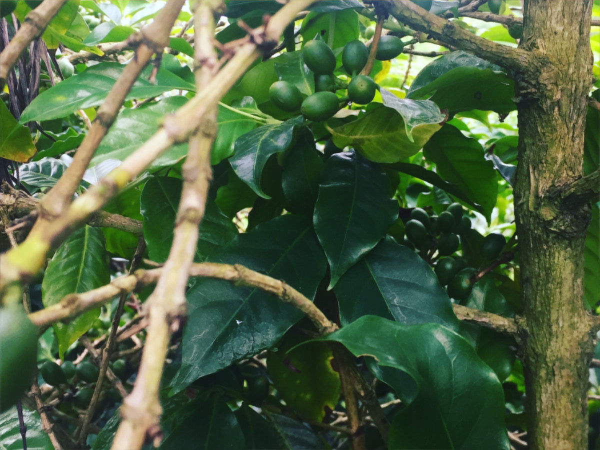 Titelbild zum Artikel über Lowcaf. Zu sehen ist Coffea arabica cv. laurina auf der Insel La Réunion, fotografiert von Adrien Chatenay CC-BY-SA 4.0.