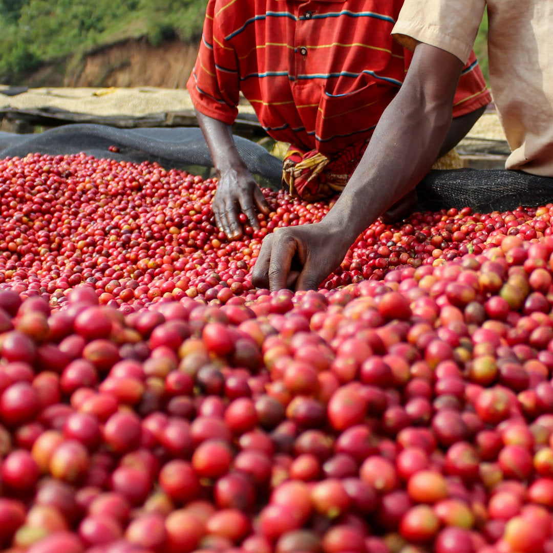 BURUNDI Kibingo Filterkaffee