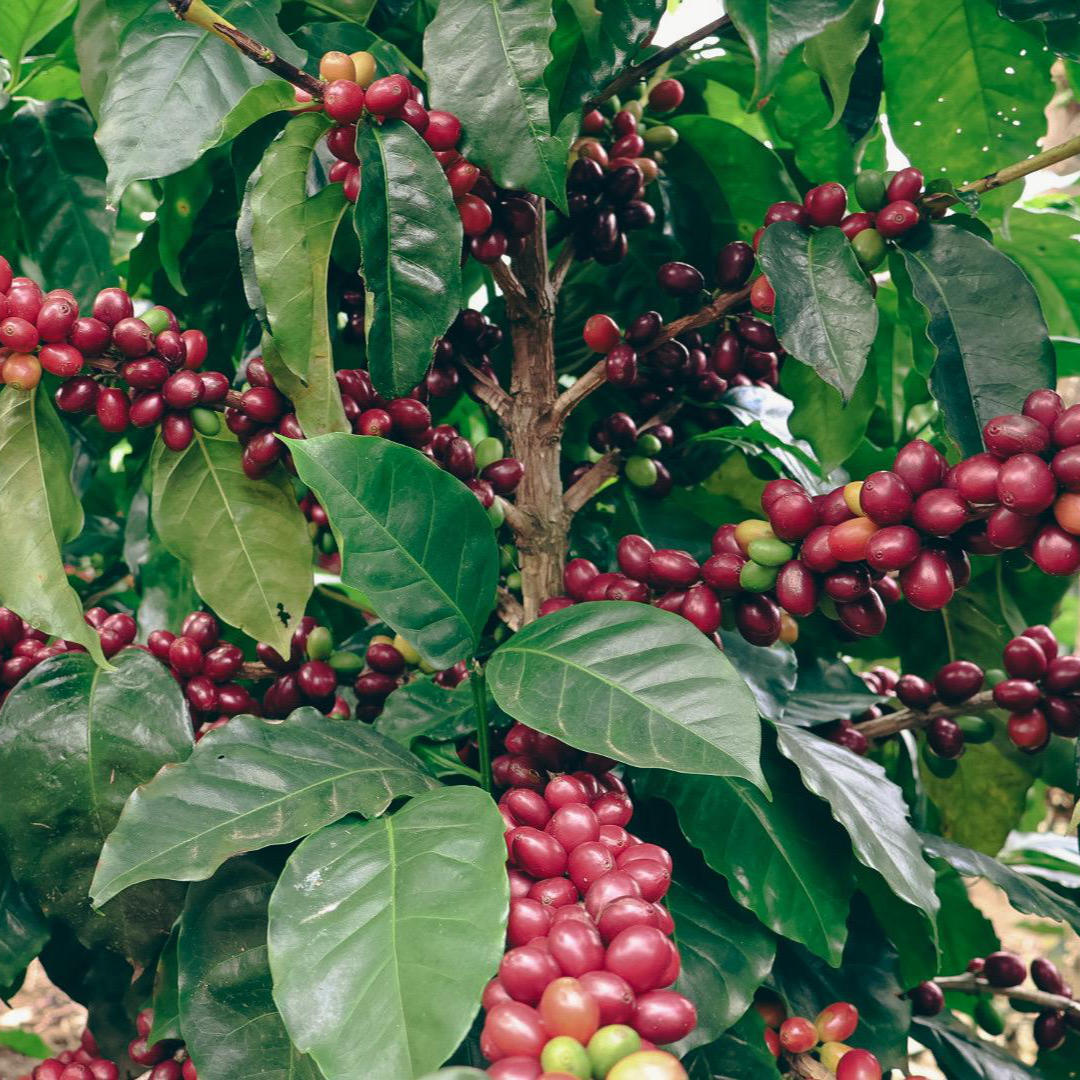 Geisha Varietät. Reife Kirschen am Baum in Costa Rica.