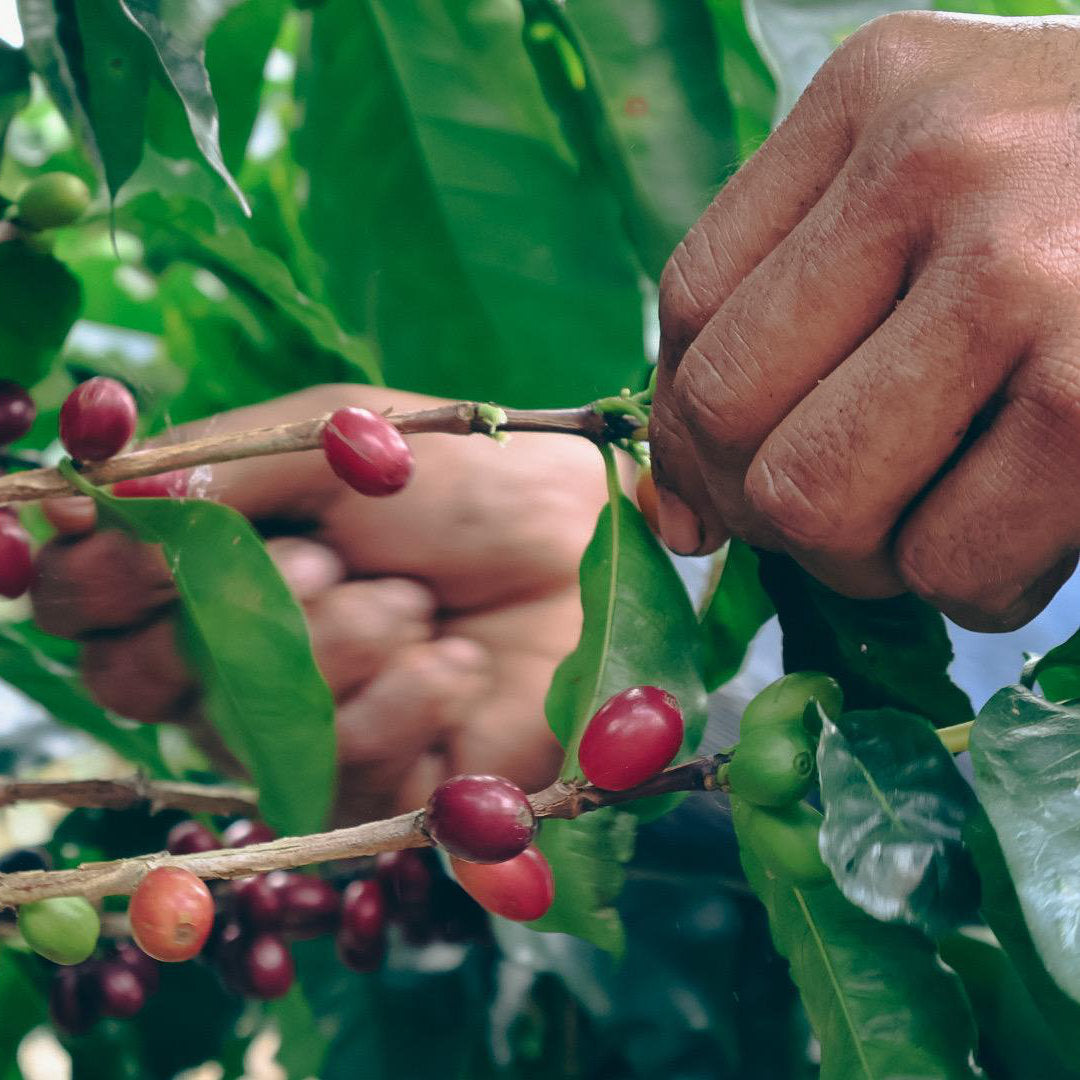 Geisha Varietät. Reife Kirschen am Baum in Costa Rica werden gepflückt.