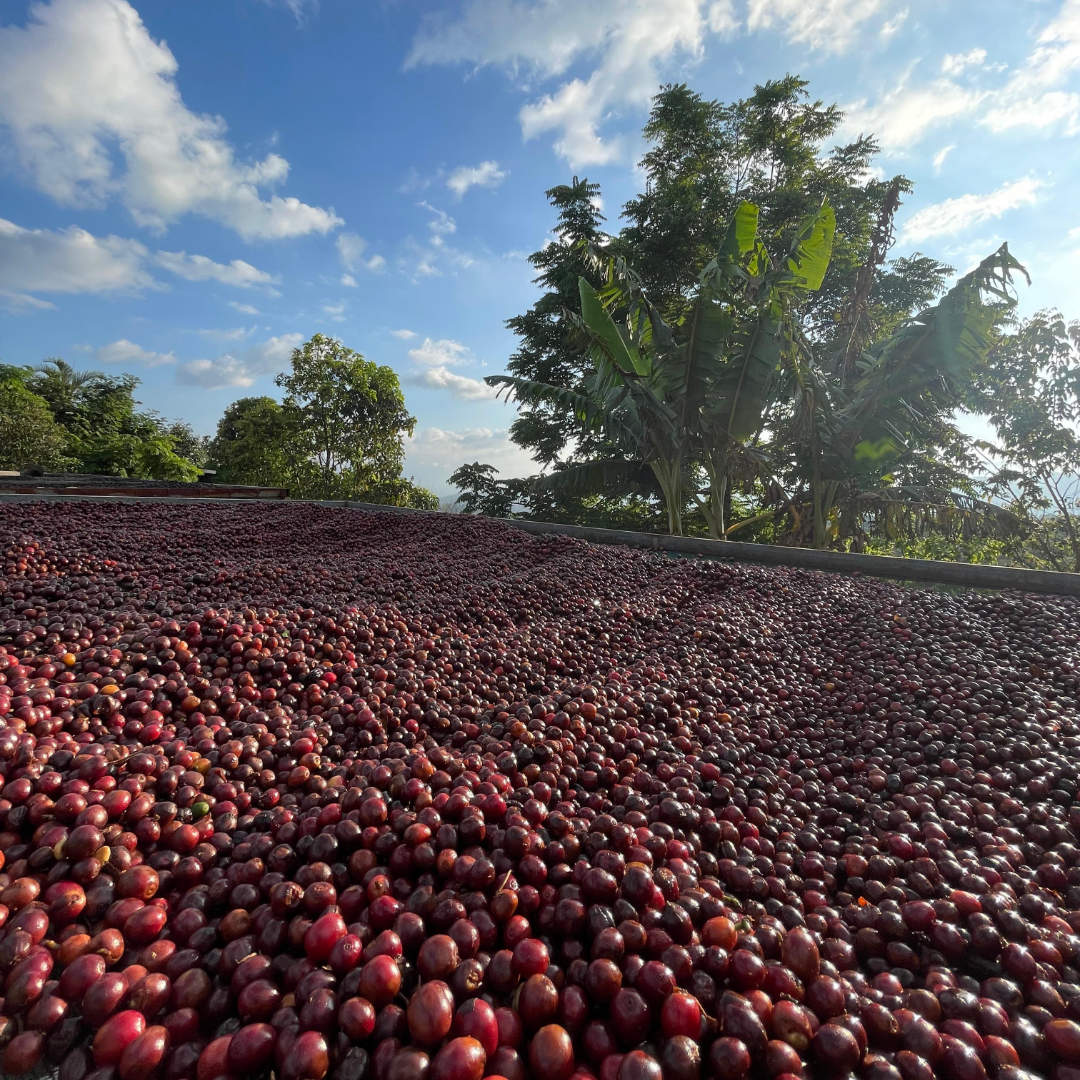 Finca Tono in Costa Rica mit getrockneten Kaffeekirschen