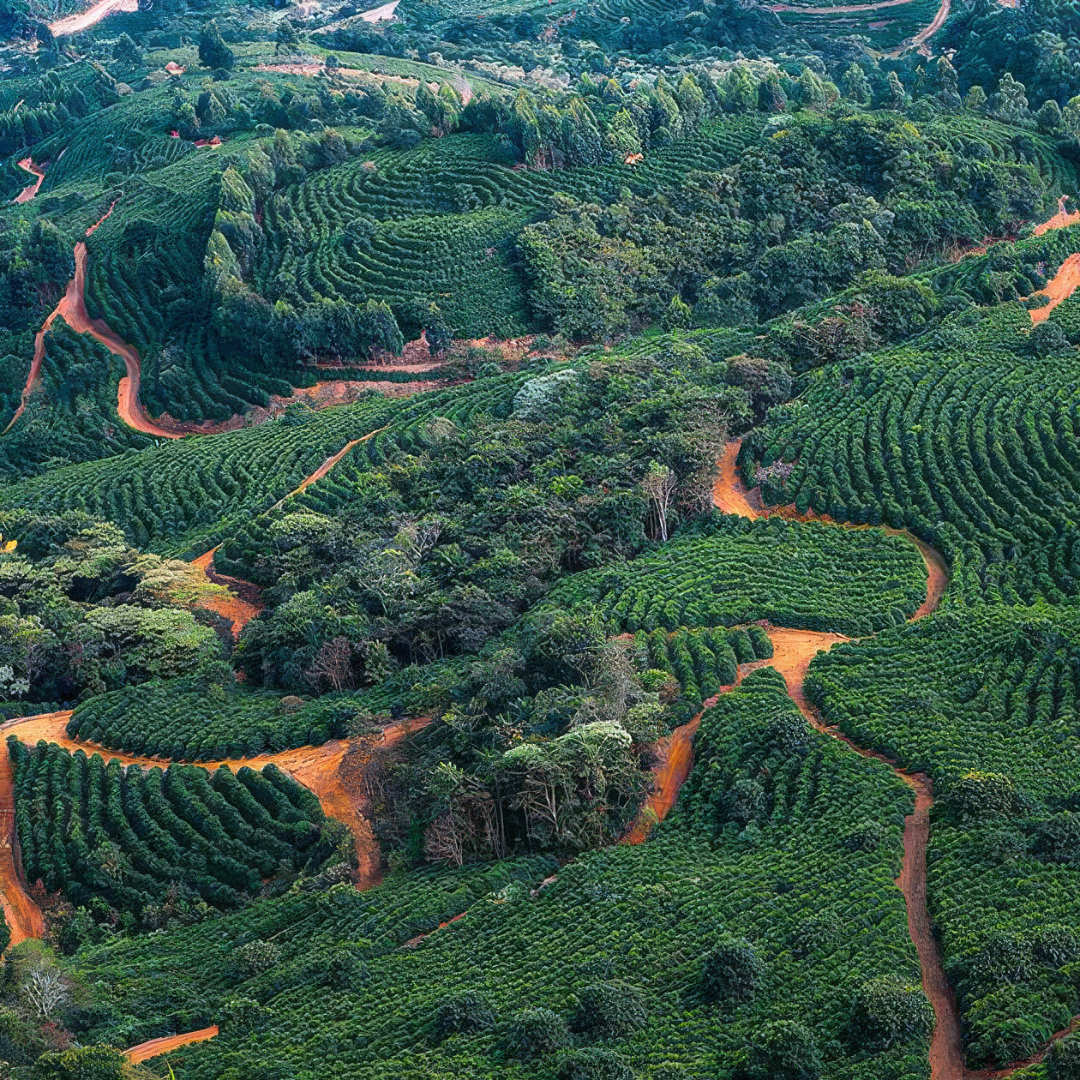 Fazendas Dutras in Brasilien.