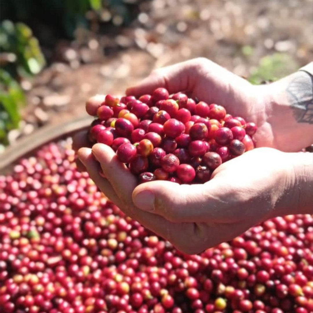 BRAZIL Fazenda Guariroba »Curated by Champions«