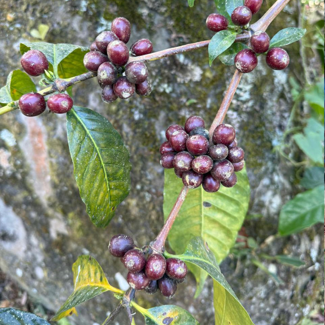 ECUADOR Finca Soledad »Curated by Champions«